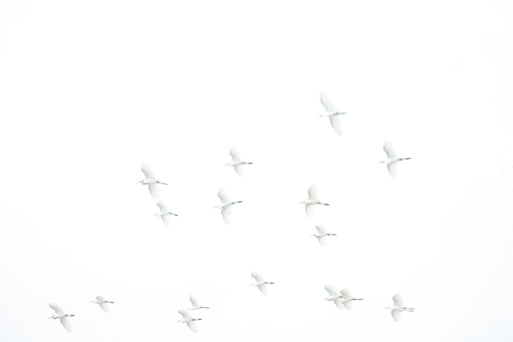 Understanding the Differences Between Divination and Fortune-Telling Understanding the Differences Between Divination and Fortune-Telling