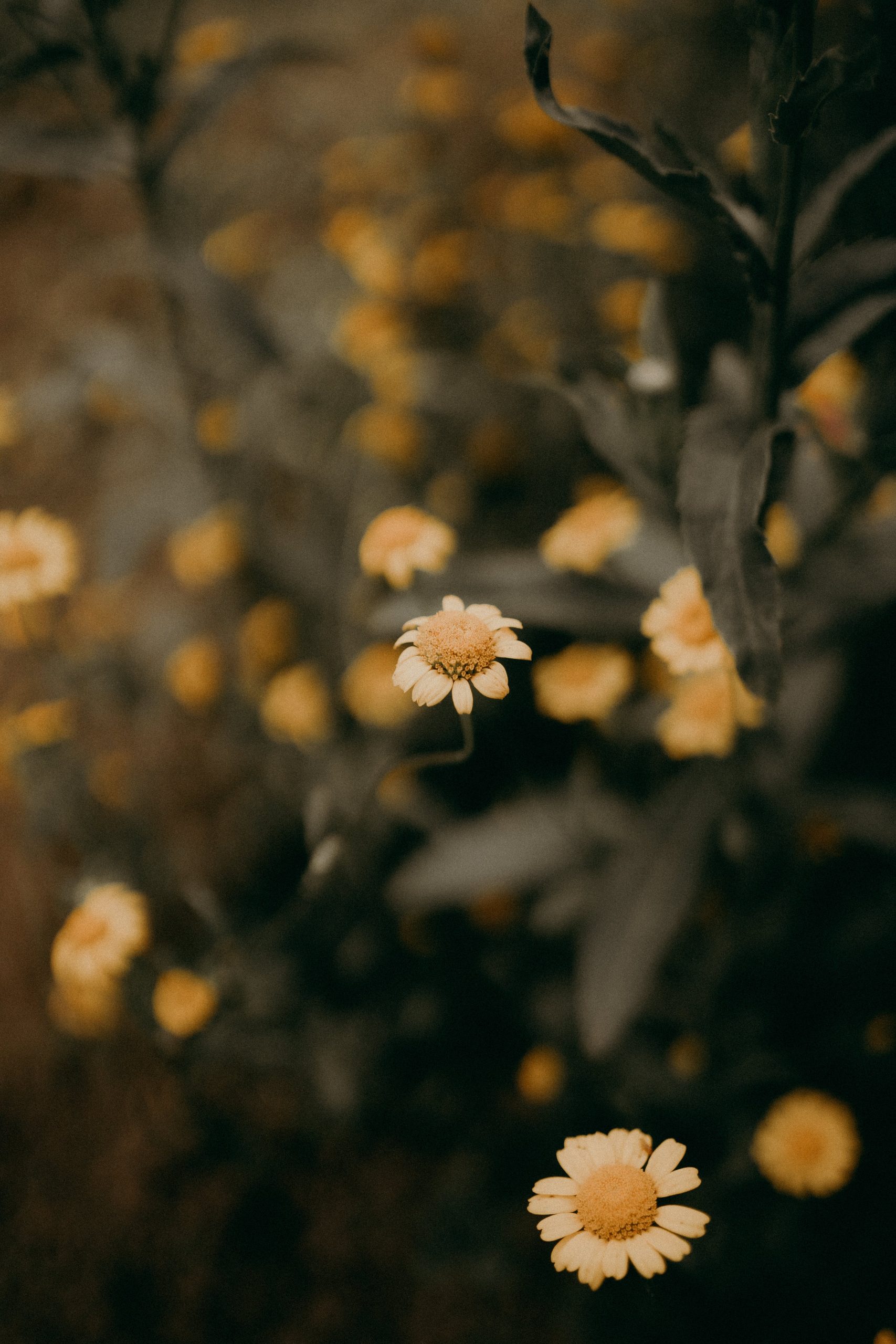 Can Divination Provide Guidance for Conflict Resolution? Can Divination Provide Guidance for Conflict Resolution?