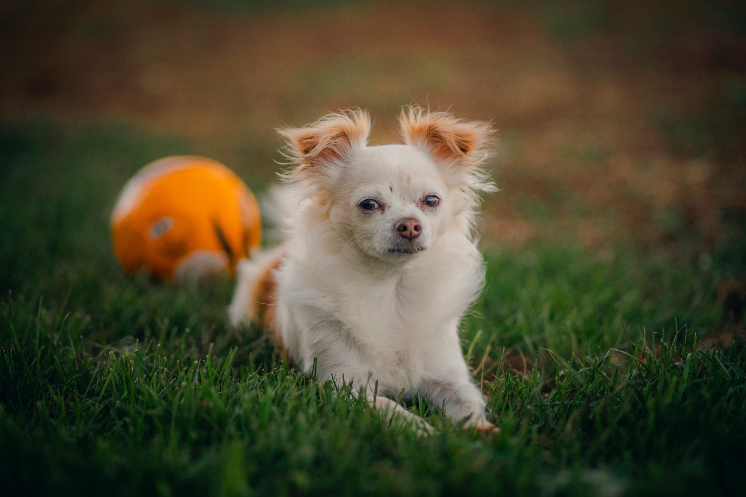 The Role of Divination in Career Choices The Role of Divination in Career Choices