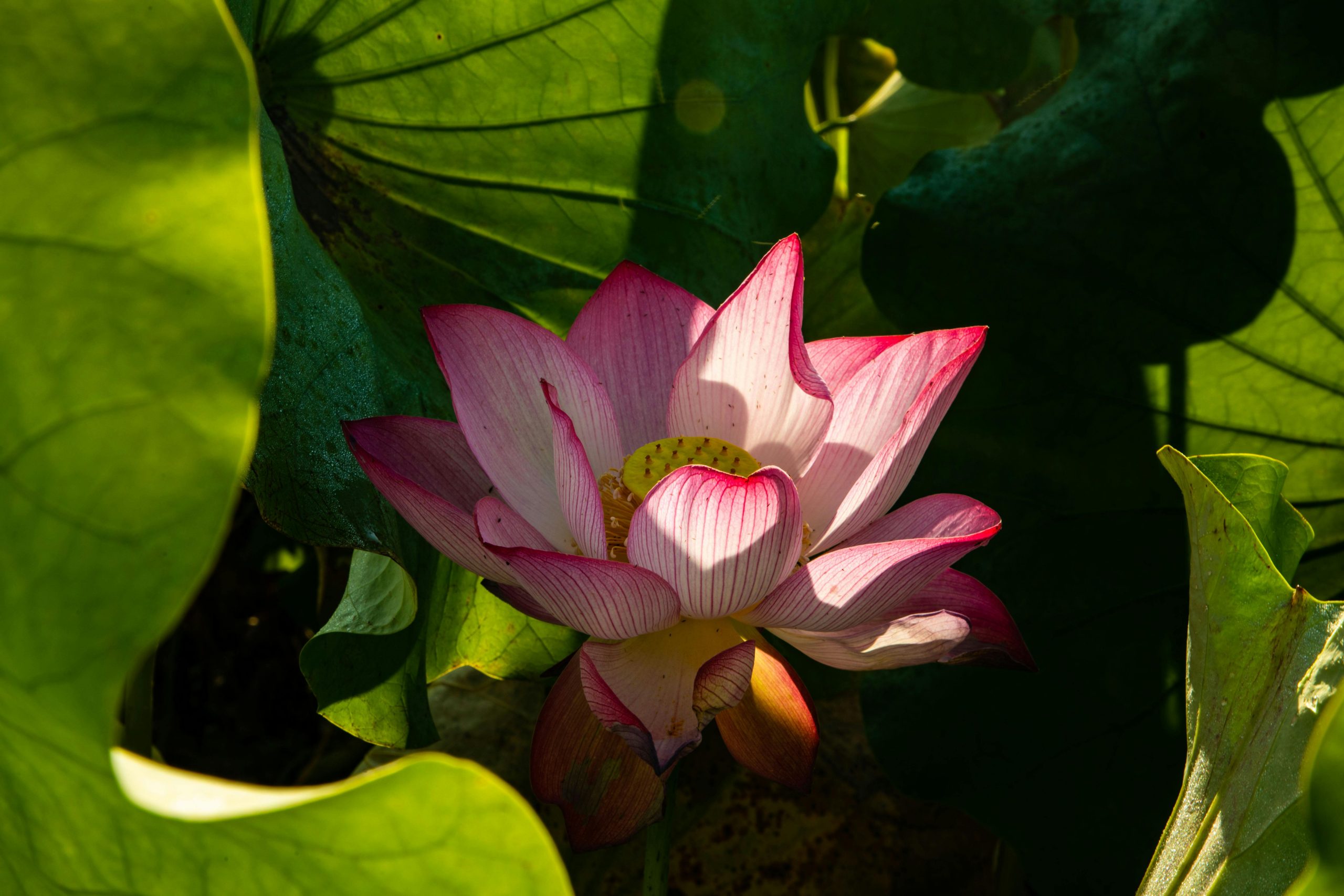 The Role of Acoustics and Vibrations in Divination The Role of Acoustics and Vibrations in Divination