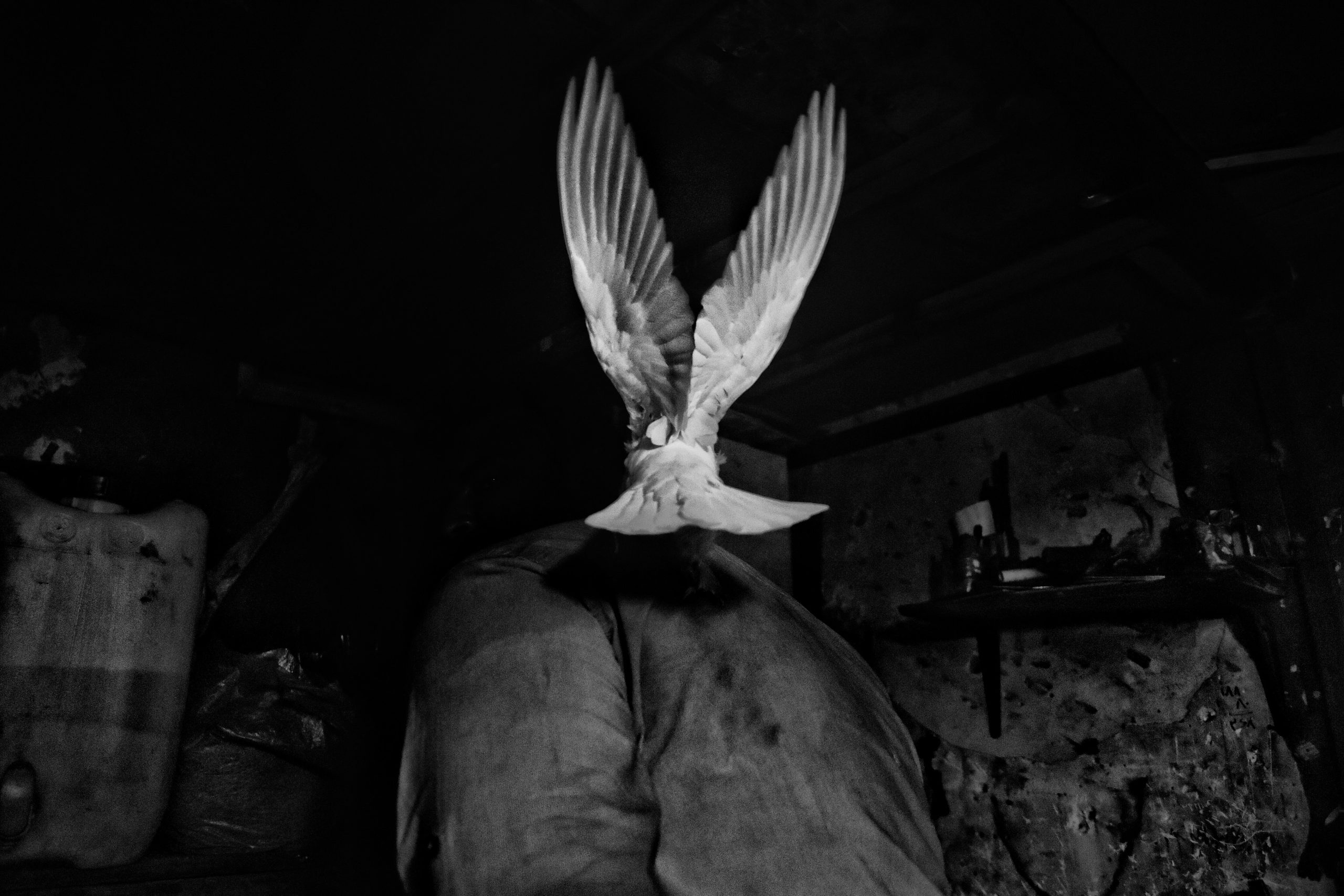 The Role of Animal Guides in Divination The Role of Animal Guides in Divination